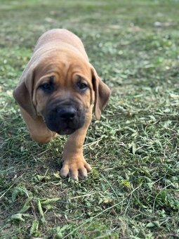 Boerboel - štěňátko pejsek - 9