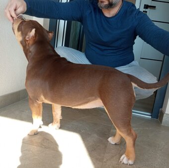 American bully Pocket / Standard s PP - 9