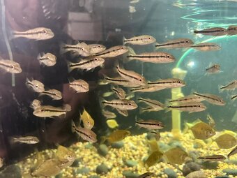 creinicichla zebrina+mix - 9