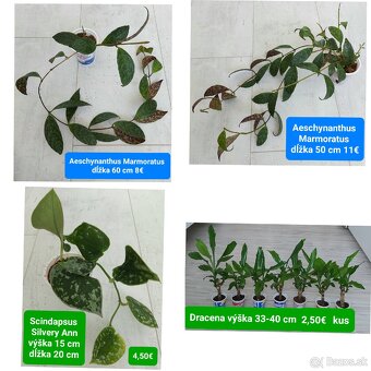 Predám izbové rastliny - 9