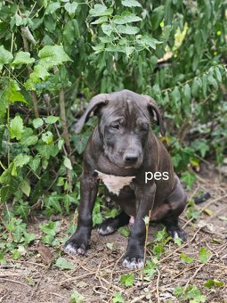 Americký Pitbullterrier - 9