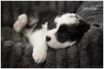 Border Collie Border Kolia s PP FCI - 9