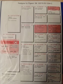 Poštové holuby - 9