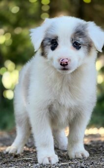 Border Collie, kolia - 9