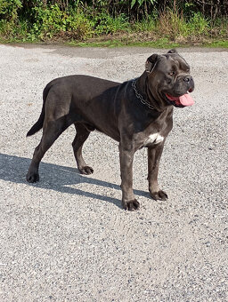 Cane Corso - 9