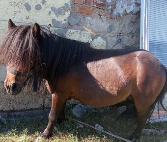 Rýchli predaj mini ponik 5r iba 350€ - 9