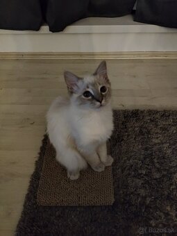 Ragdoll bez PP - 9