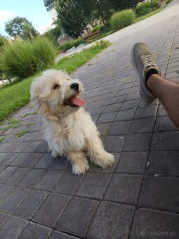 Maltipoo - 9