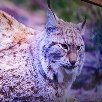 Samsung smart 4K led lcd tv 49(123) - 9