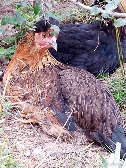 NV zelené green shell - 9