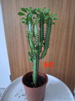 Mix izbových rastlín: Tučnolist, Prýštec, Euphorbia - 9
