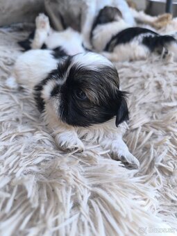 Predám šteniatka Shi-tzu ši-cu šicu shihtzu - 9
