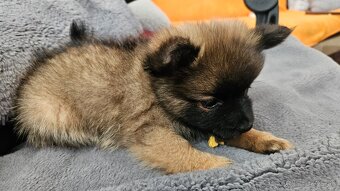 Pomeranian - 9