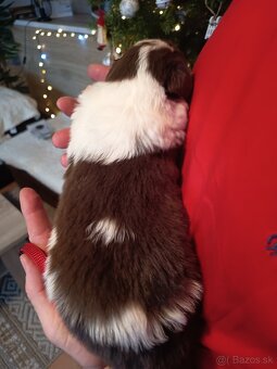 Border kólia - hnedobiele šteniatka - 9