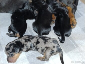 Jazvečík - 9