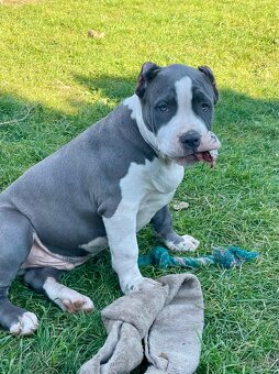 American Bully s PP - 9