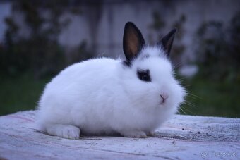 Zakrslé králiky - 9