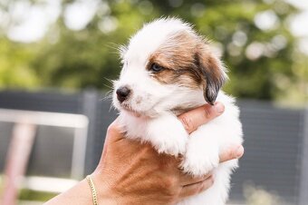 Jack russel teriér s PP - 9