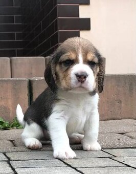 Bígel Beagle Bigl s PP FCI - 9