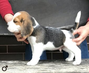 Bígel Beagle Bigl s PP FCI - 9