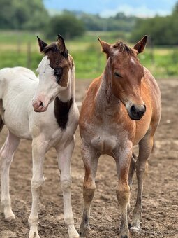 American Quarter horse kobylka - 9