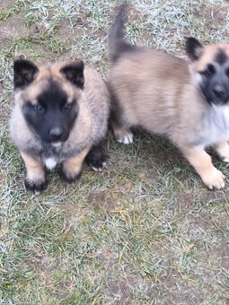 Predám šteniatka - 9