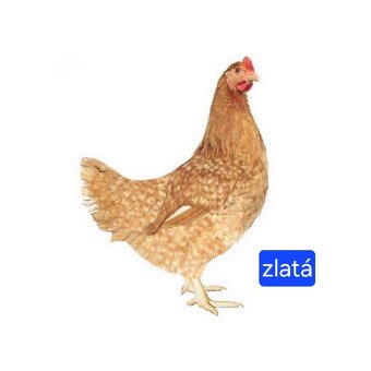 Mládky Dominant - 9