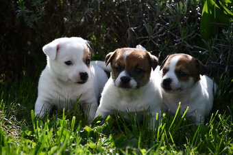 Jack Russell Terrier stenatka s PP - 9