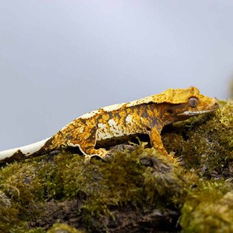 Pagekón riasnatý z chovu GeckoSVK - 9