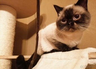 Britské mačiatka - britská modrá, modrý bicolor, čierny bic. - 9