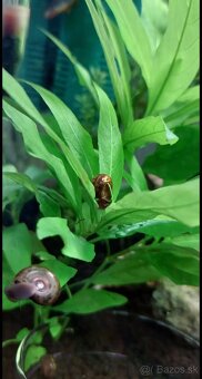 Malawi Africké cichlidy - 9