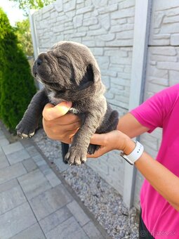 Cane Corso - 9