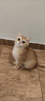 Britské mačiatka - 9