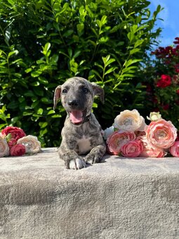 Whippet s PP - 9