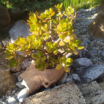 ▶️▶️ izbové BONSAI -tučnolist ▶️▶️ - 9