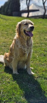 Zlatý retriever - 9