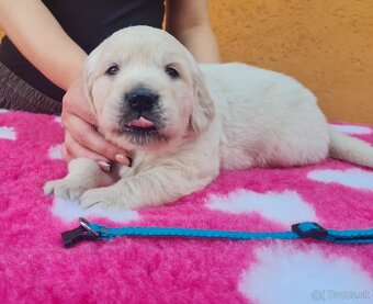 Zlatý retriever - šteniatka s PP, poslední 2 chlapci voľní - 9
