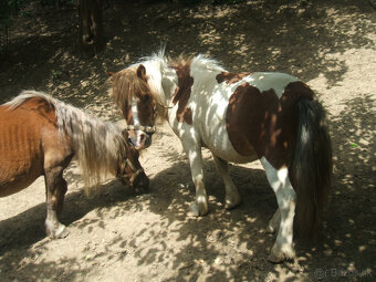 PREDÁM MINI PONíKY - 9
