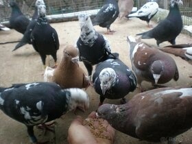 Predám poštové holuby - 9