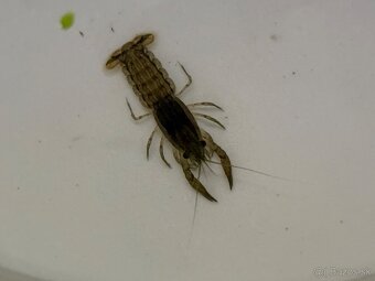 Predám Krevetky, mini ráčiky, gupky, kotúľky. - 9