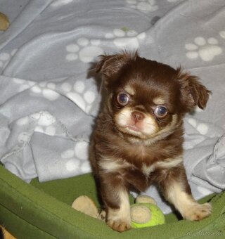 civava krátkosrstá,dlhosrstá. - 9