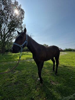 QH žrebček - 9