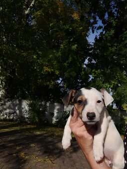 Jack Russell Teriér - 9