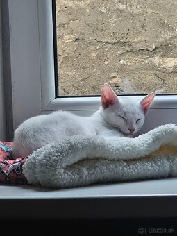 Ruská modrá biela- mačiatko na predaj - 9