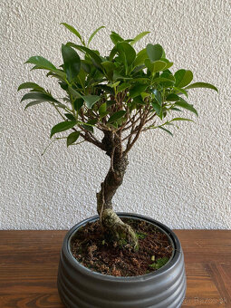 Fikus Ficus Retusa bonsaj - 9
