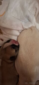 Francúzsky buldoček na krytie - 9