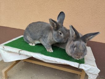 VIDENSKY.  DIVO. MODRY - 9