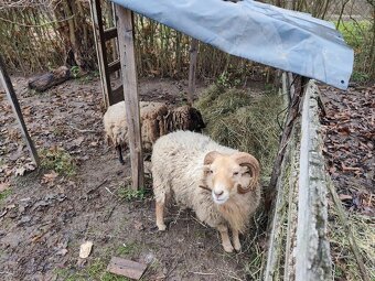 Baranček, Ouessantská ovca - 9