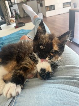 maciatka maine coon/ mainska myvalia - 9