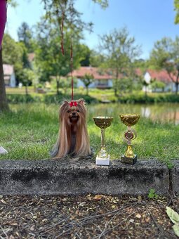 Yorkshire terrier, york - 9